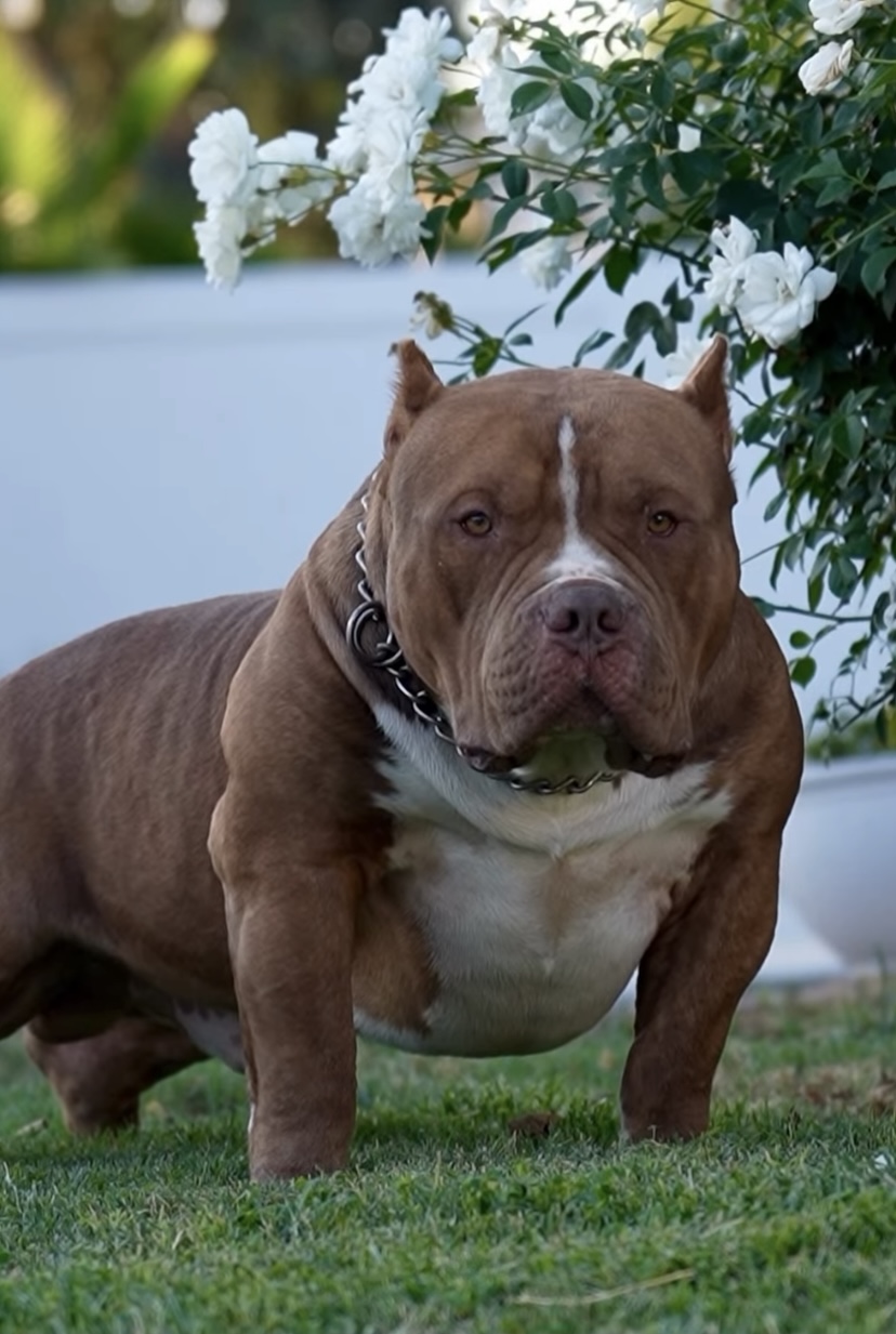 Dog Featured Image