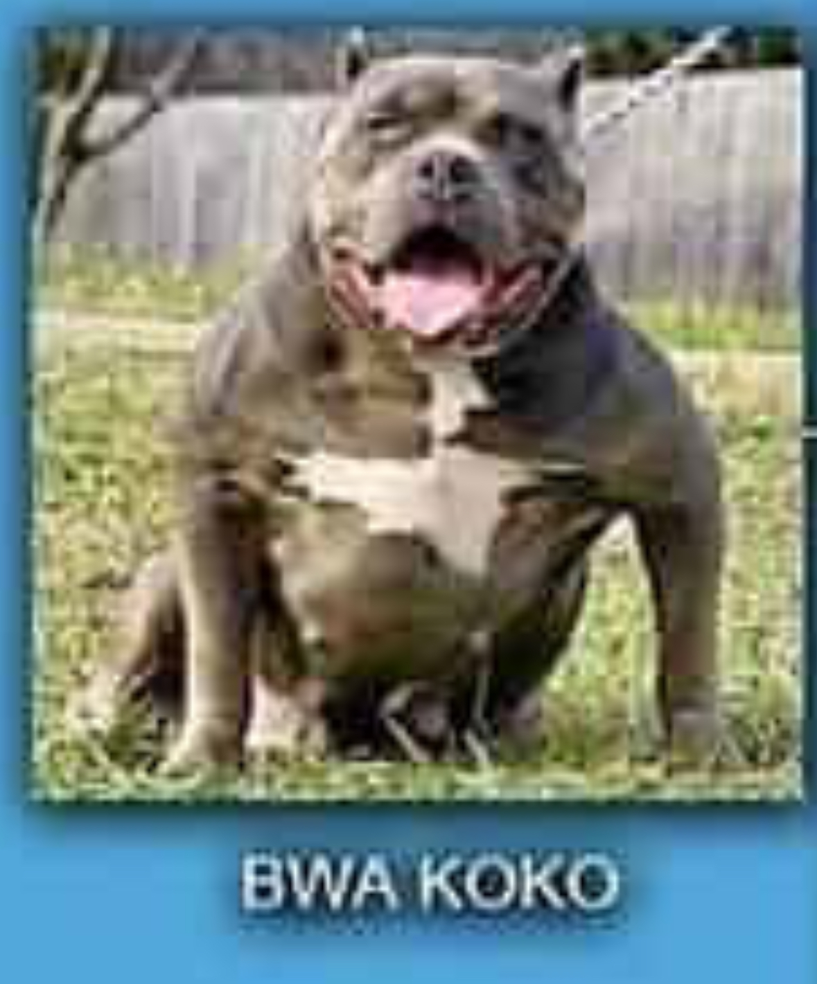 Dog Featured Image