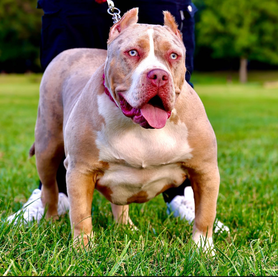Dog Featured Image