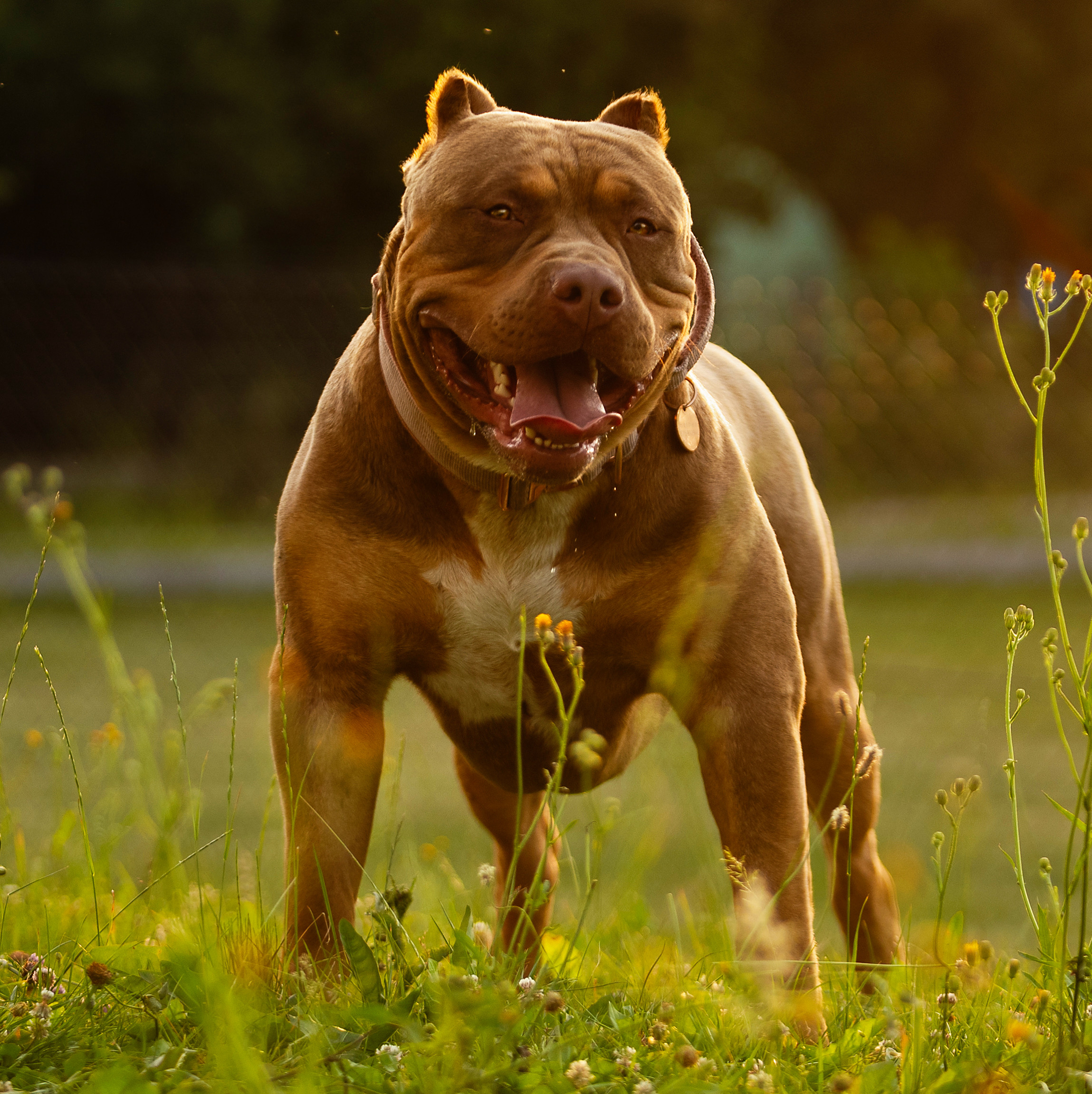 Dog Featured Image