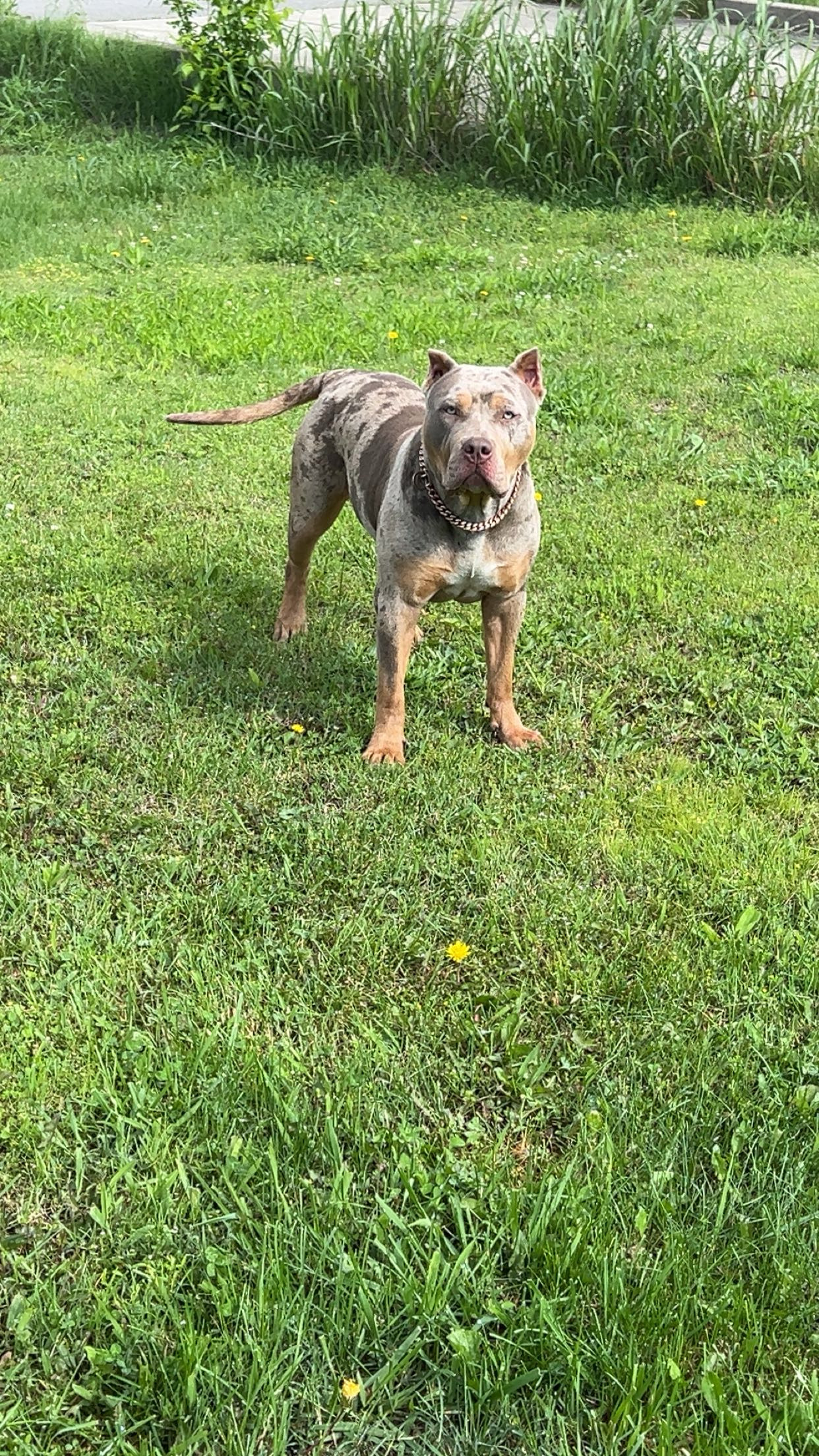 Dog Featured Image