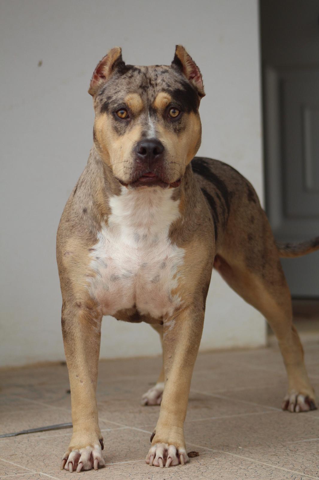Dog Featured Image