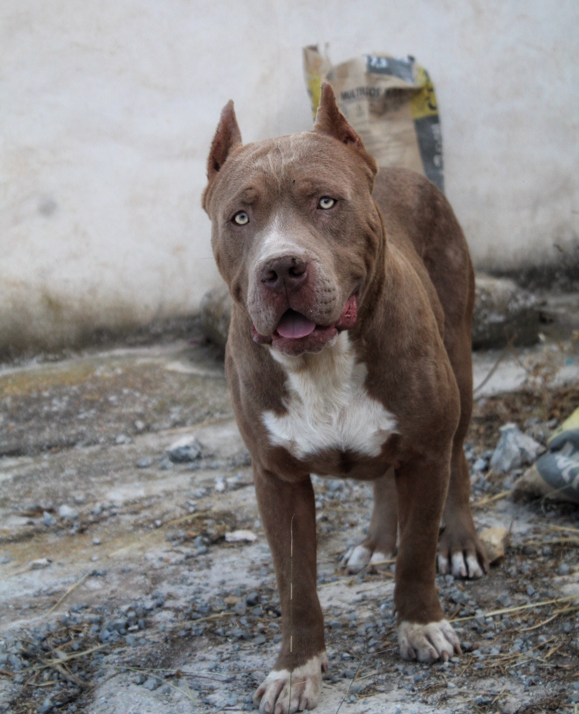Dog Featured Image
