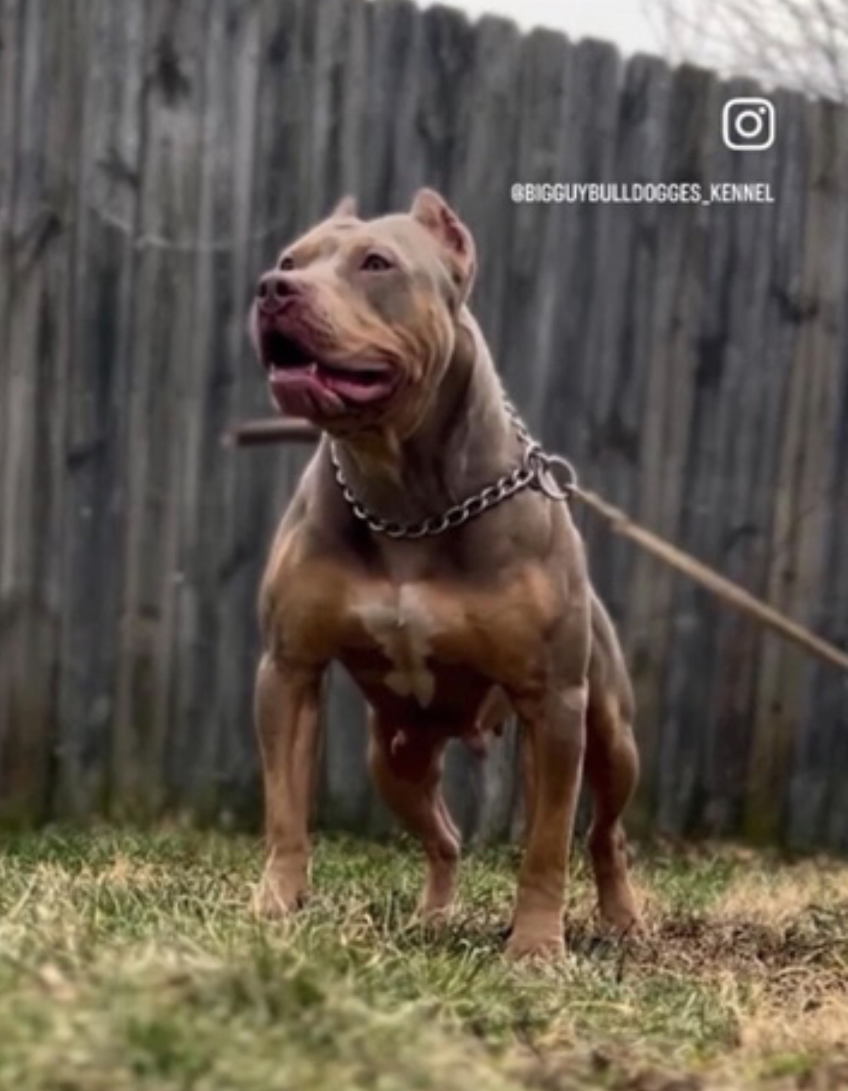 Dog Featured Image