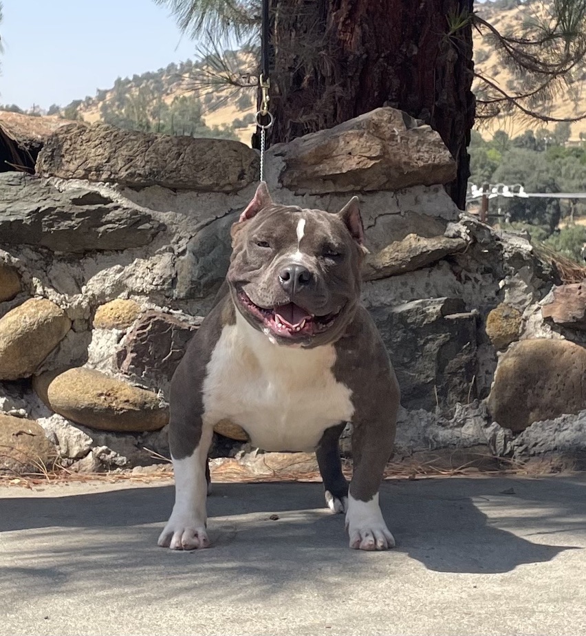 Dog Featured Image