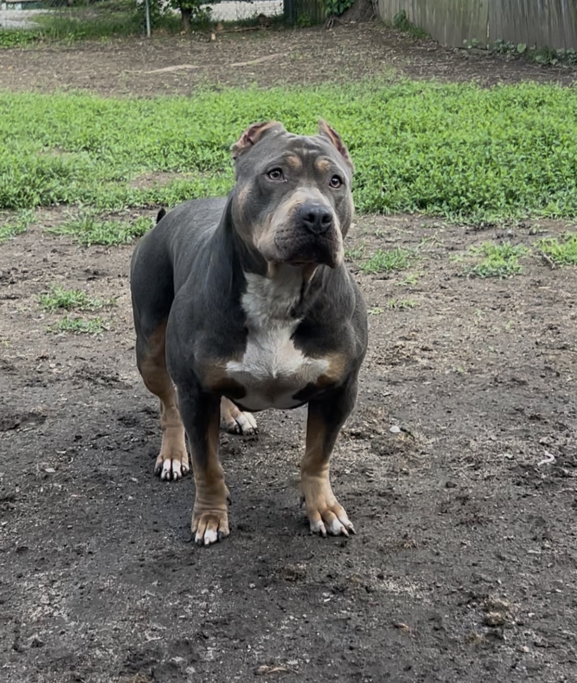 Dog Featured Image