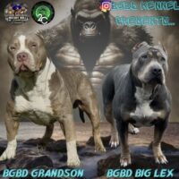 Dog Featured Image
