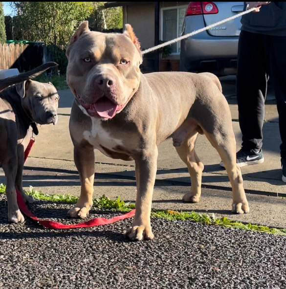 Dog Featured Image