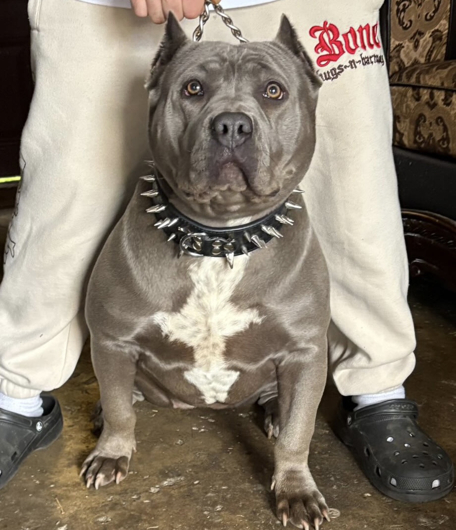Dog Featured Image