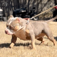Platinum Icon Kennels Lilo
