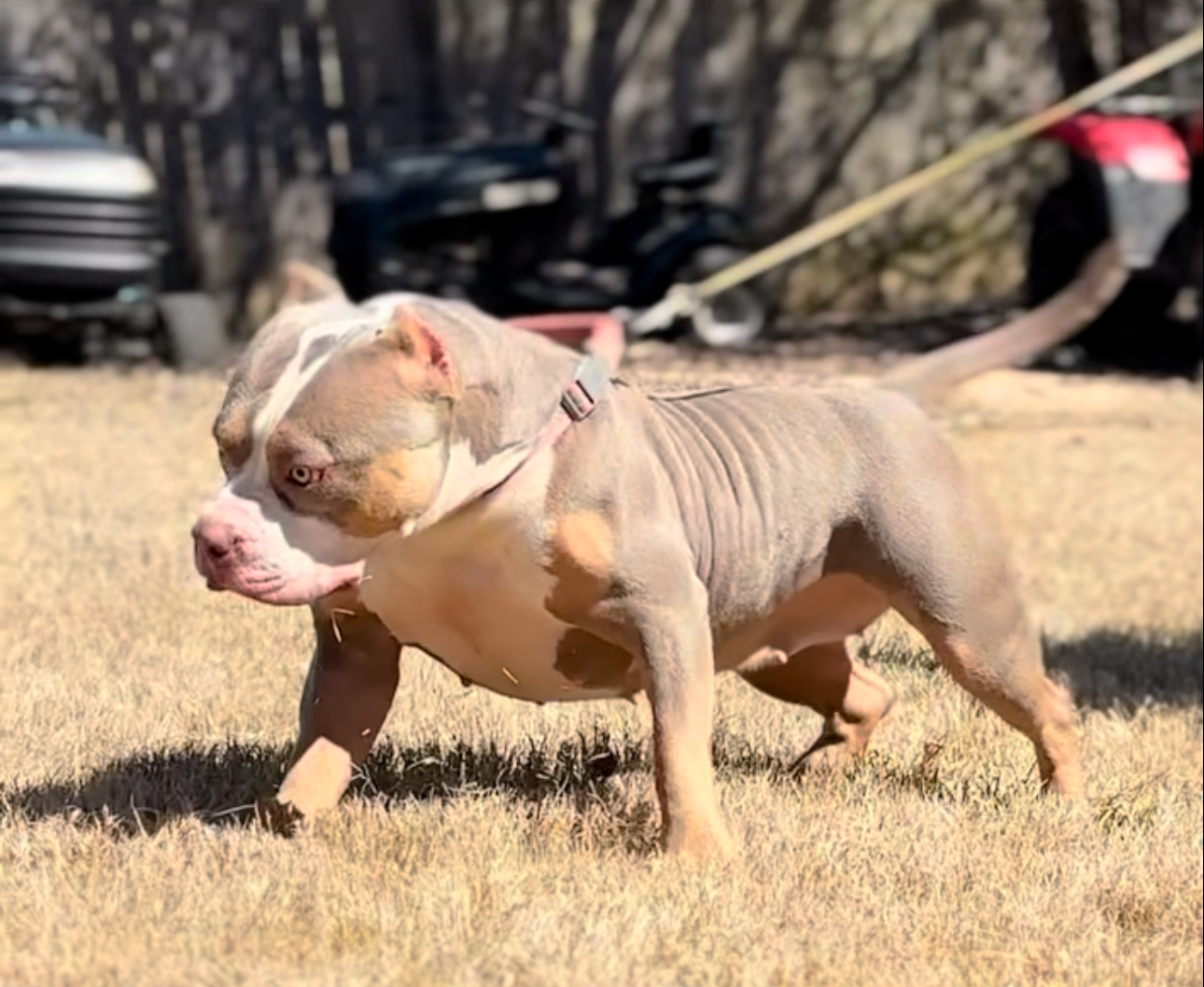 Dog Featured Image