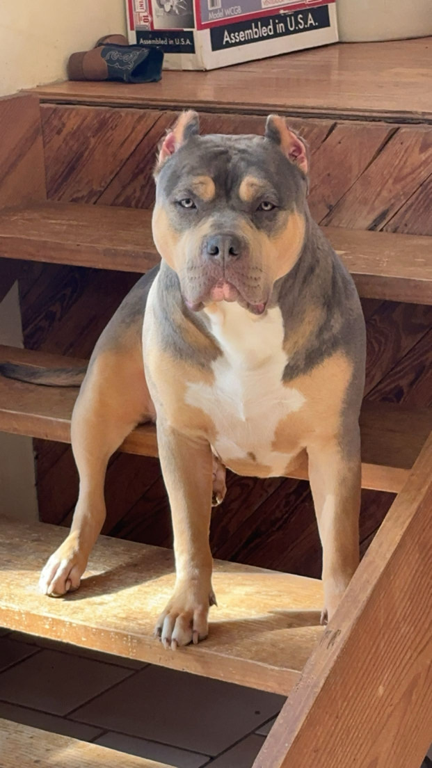 Dog Featured Image
