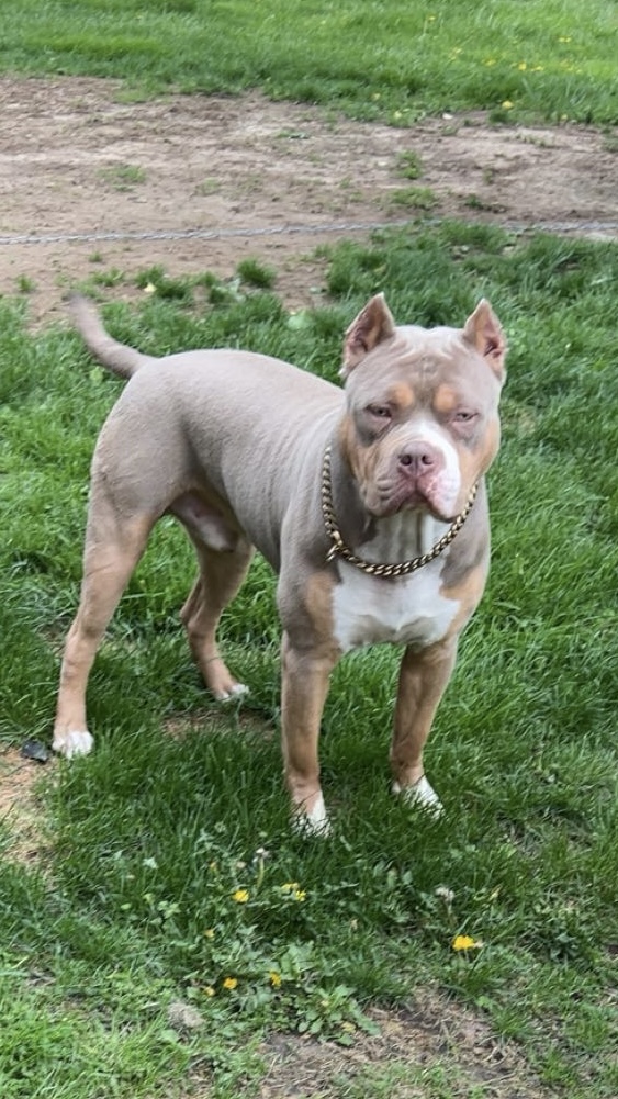 Dog Featured Image