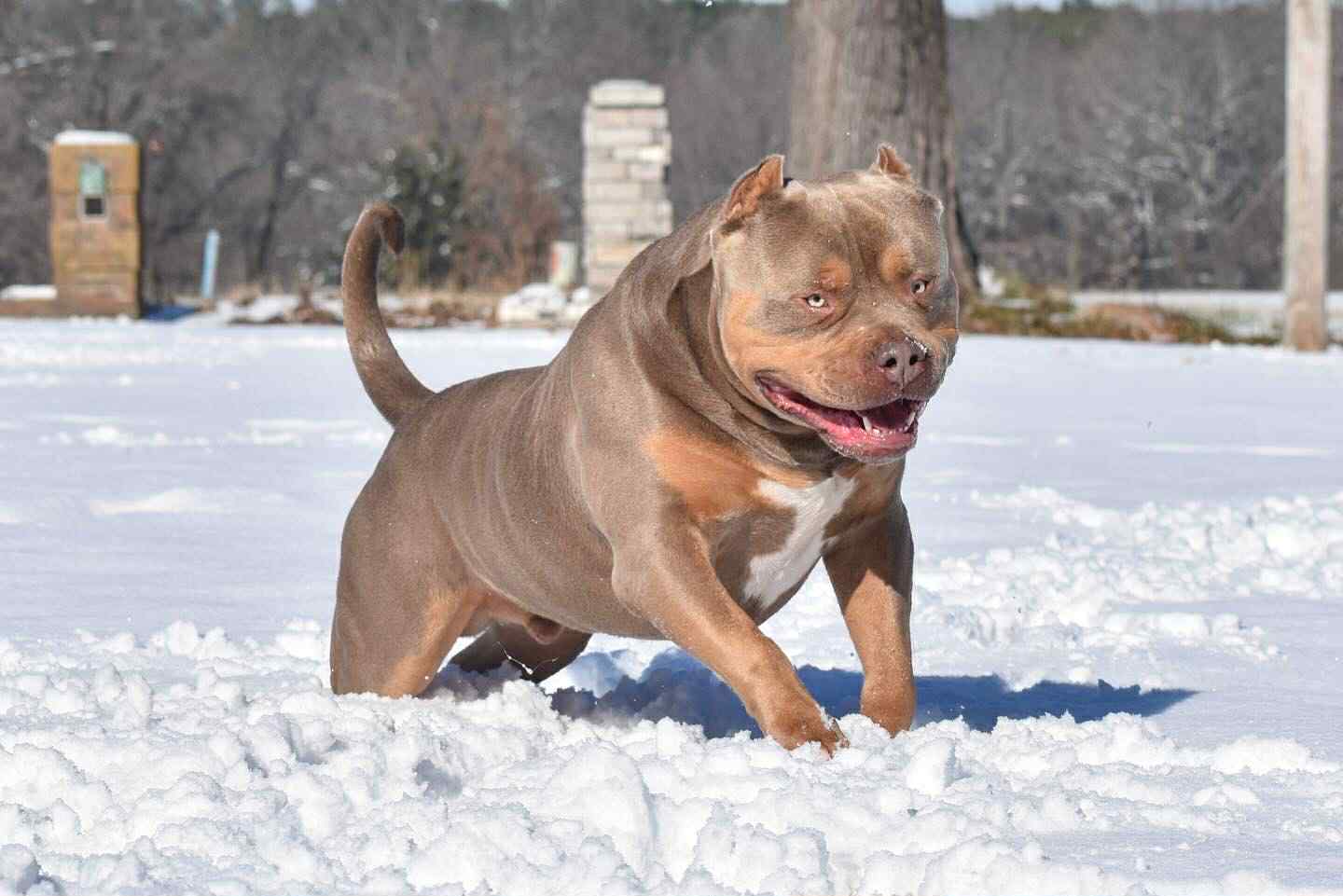 Dog Featured Image