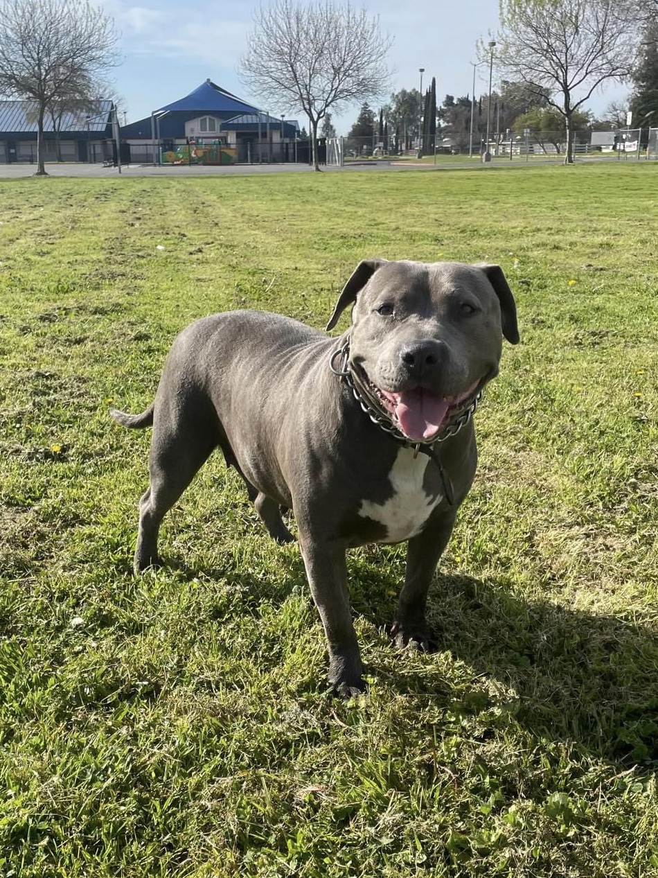 Dog Featured Image