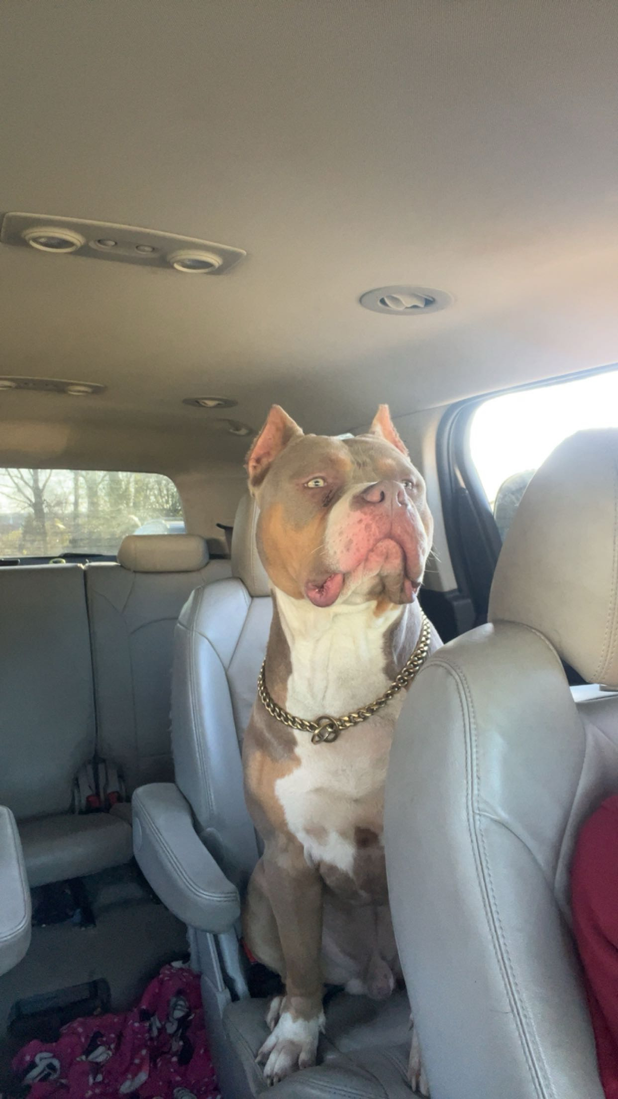 Dog Featured Image