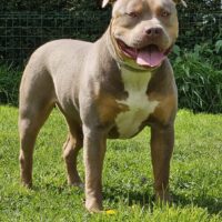 Dog Featured Image