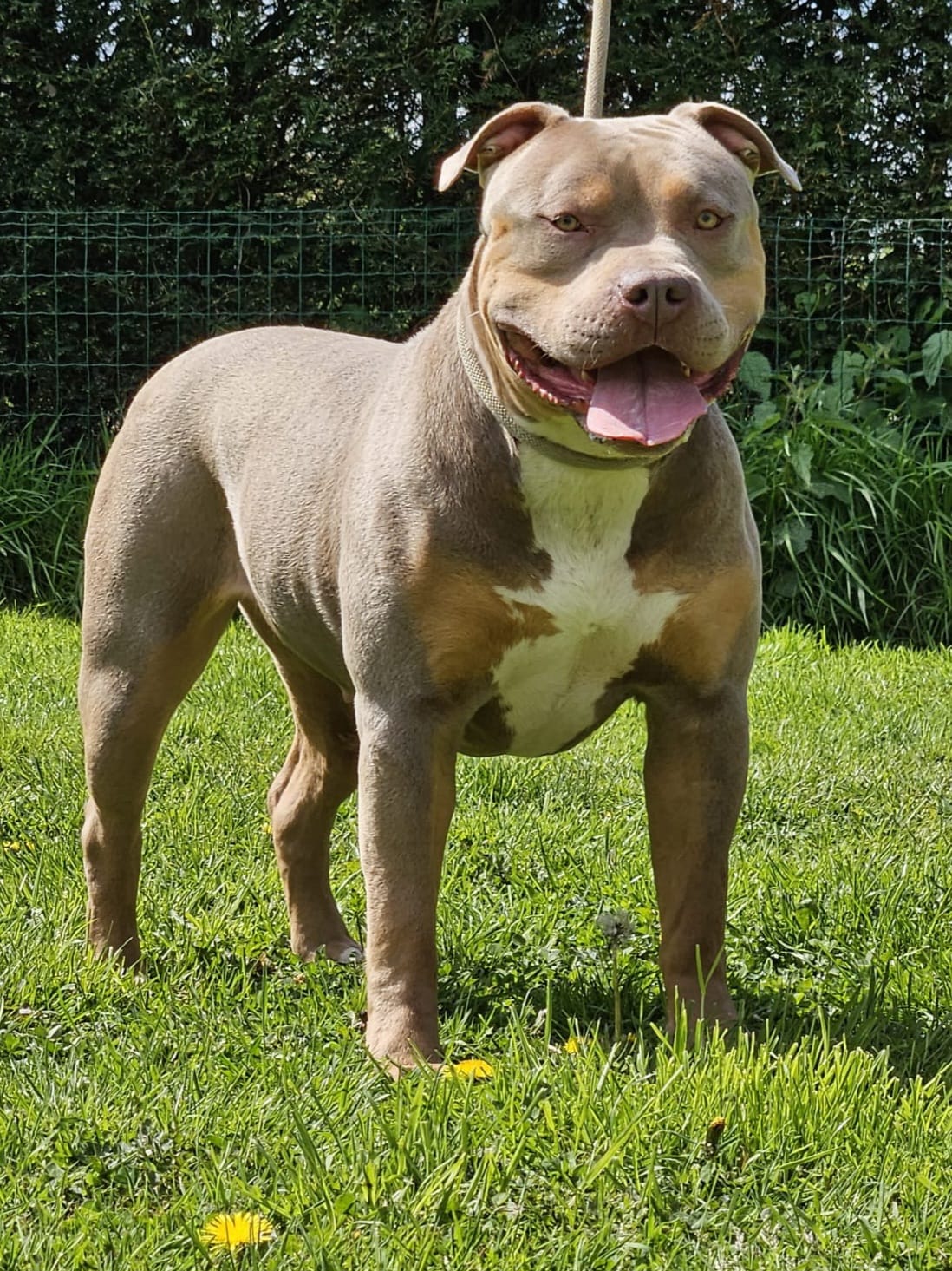 Dog Featured Image