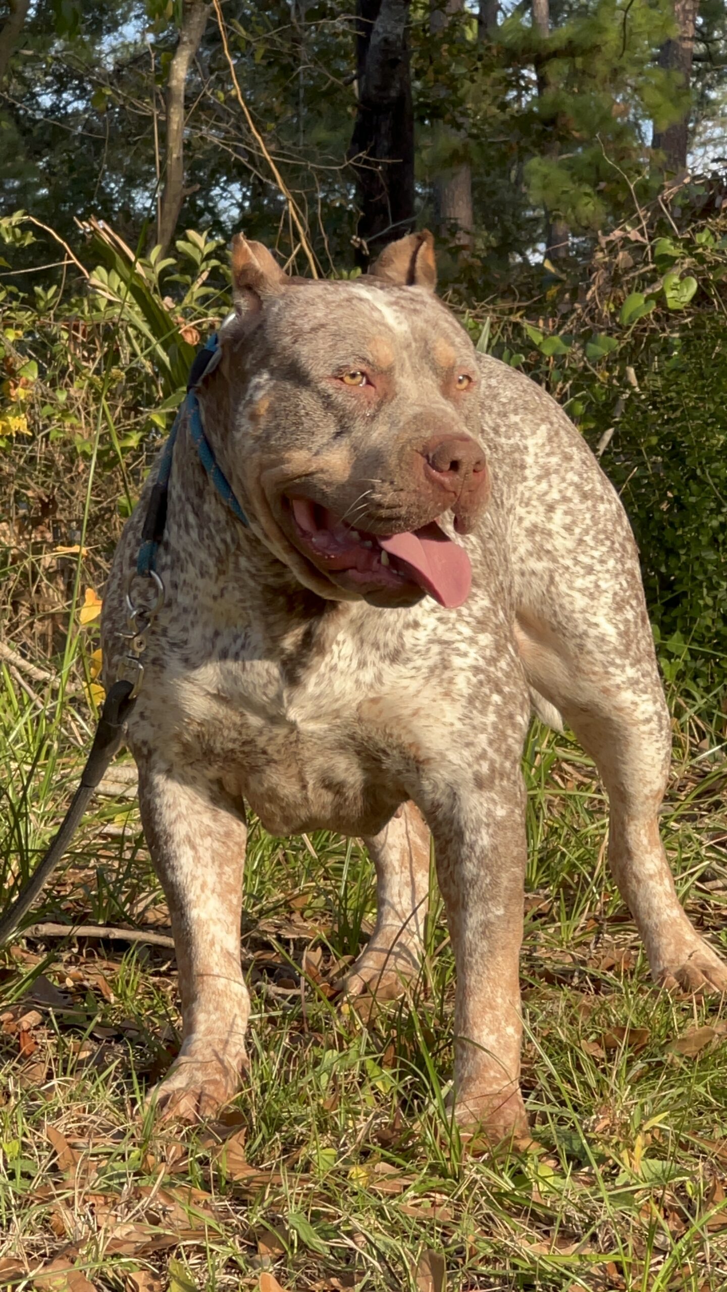 Dog Featured Image