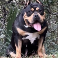 Dog Featured Image