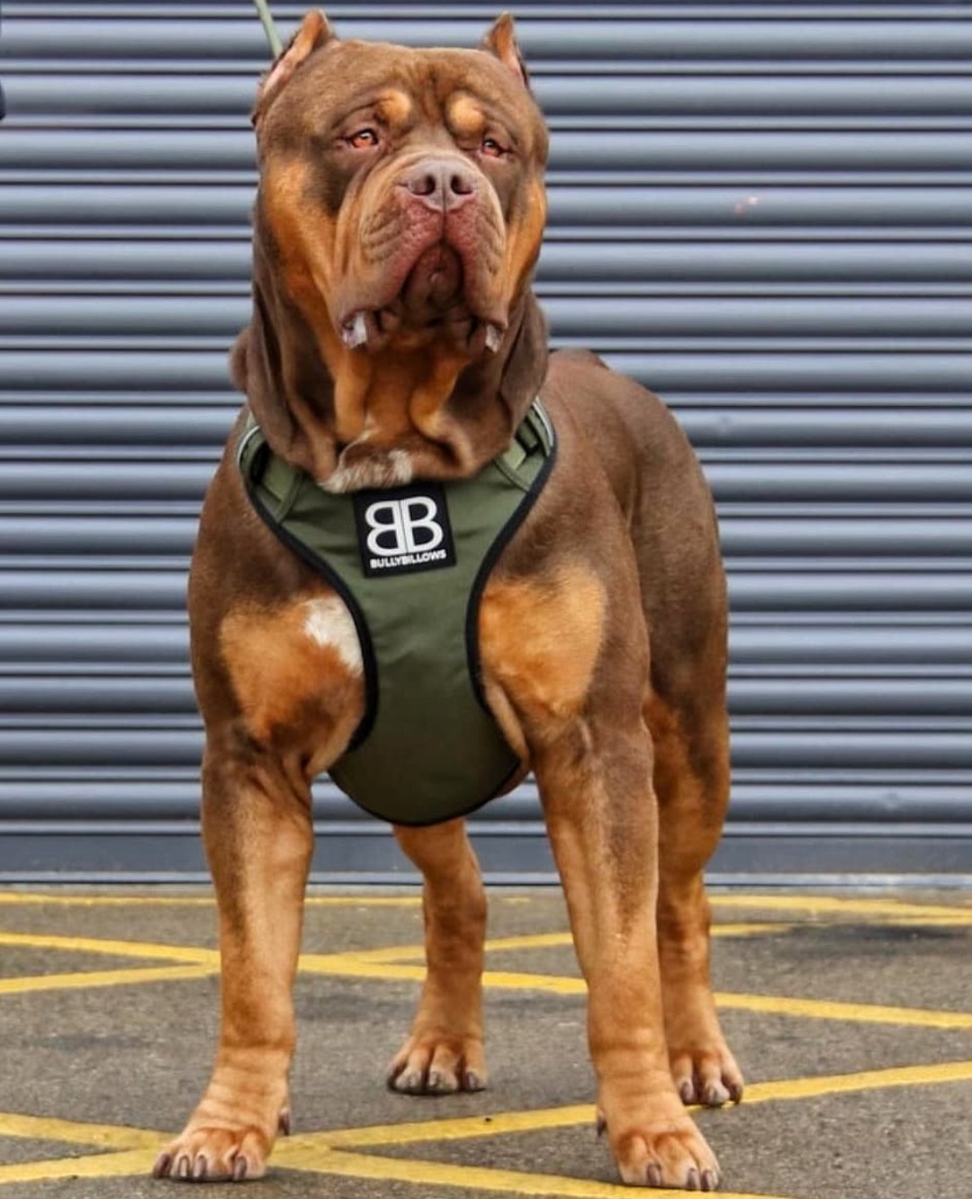Dog Featured Image