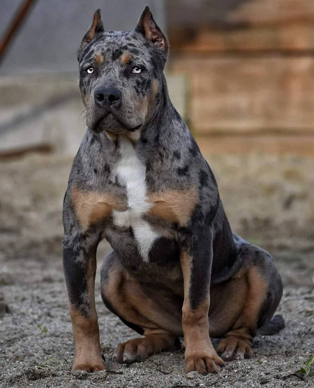 Dog Featured Image