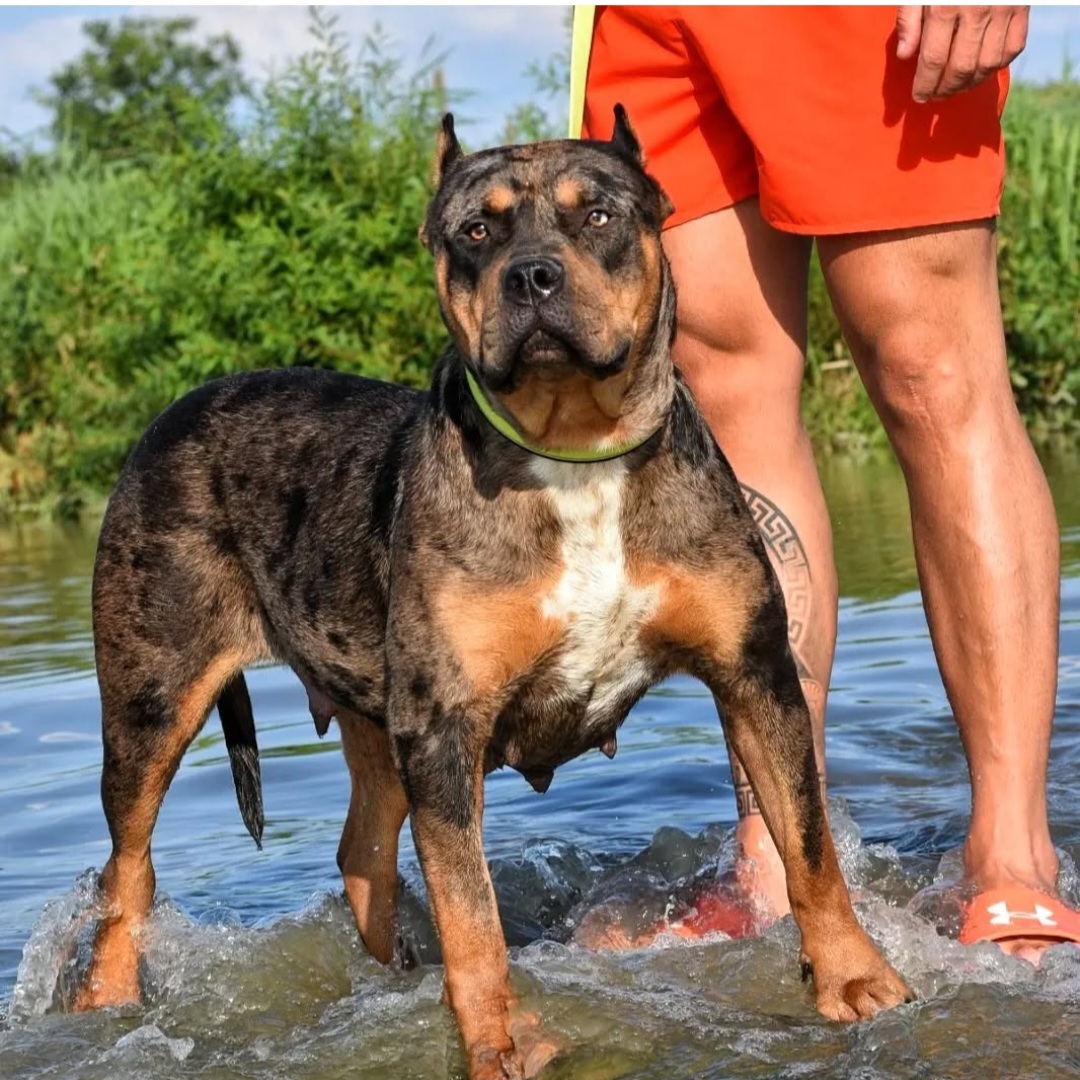 Dog Featured Image