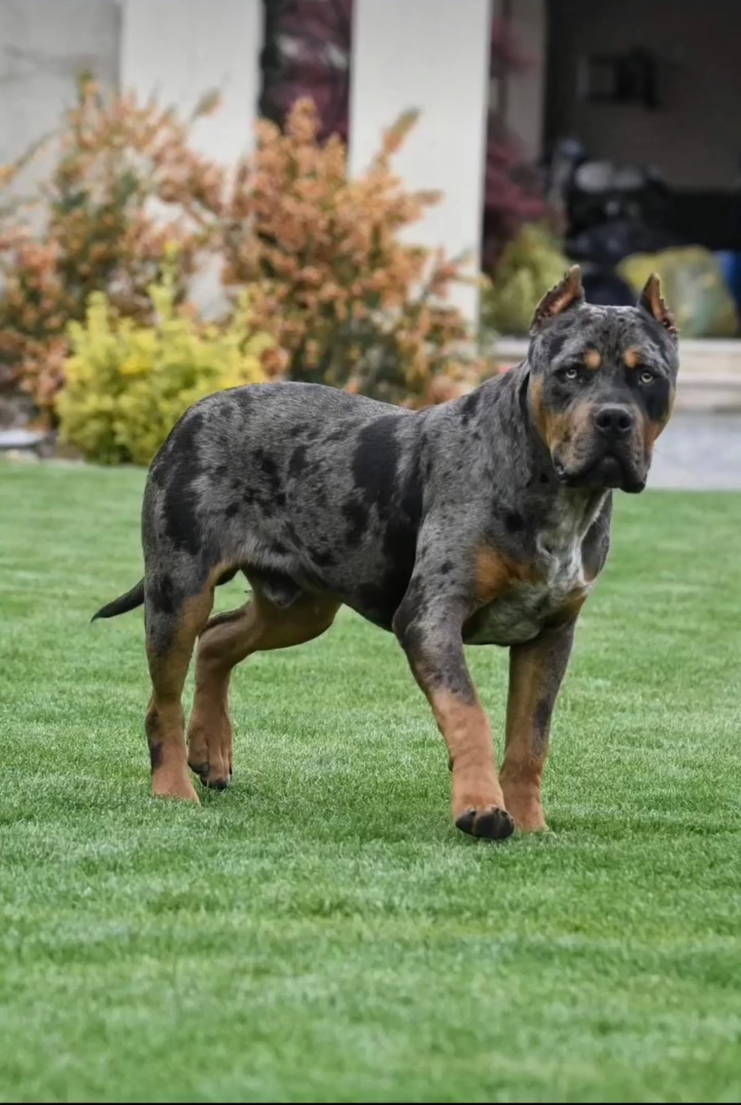 Dog Featured Image