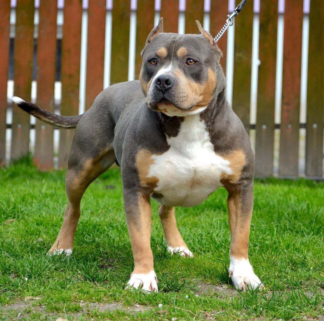 Dog Featured Image