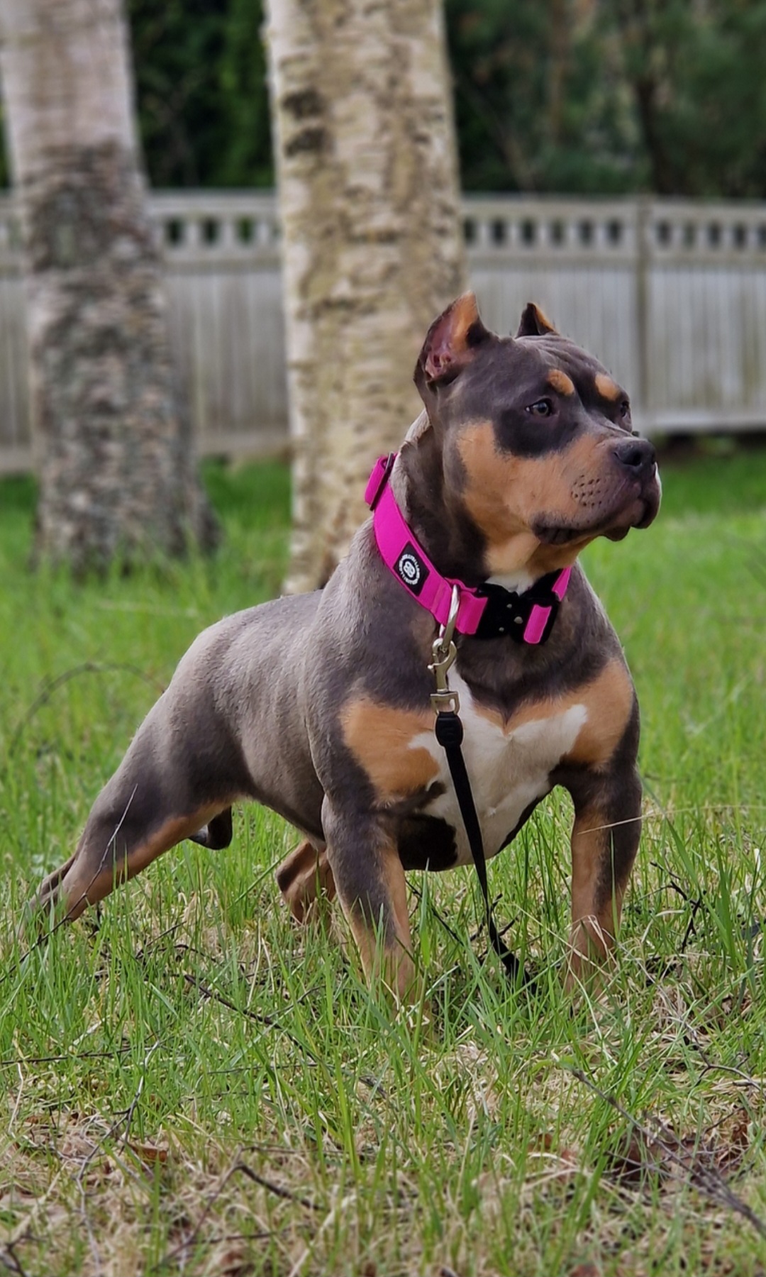 Dog Featured Image