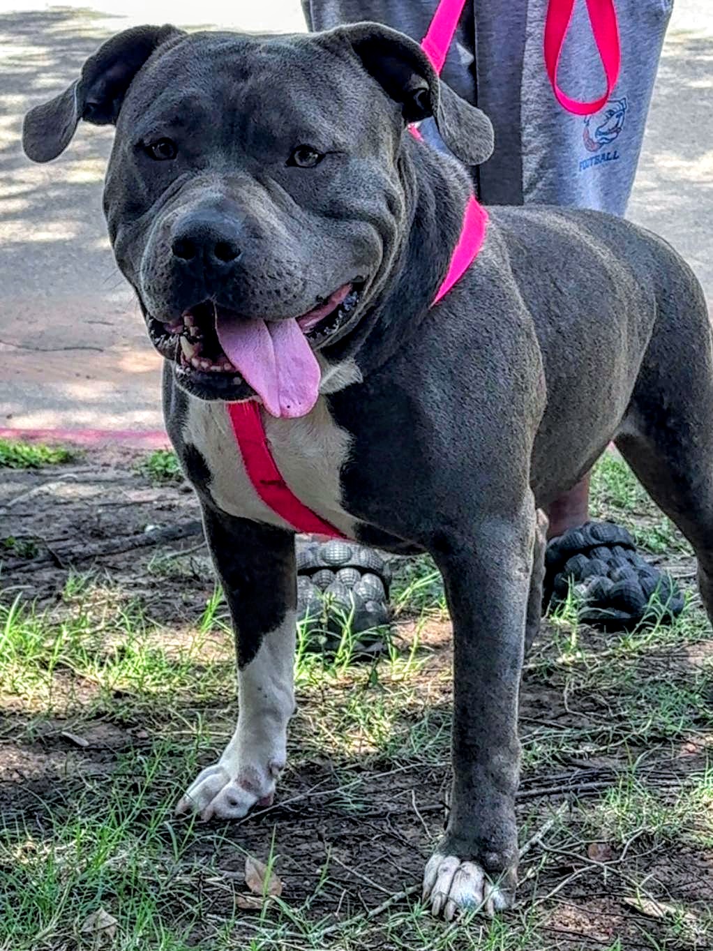 Dog Featured Image