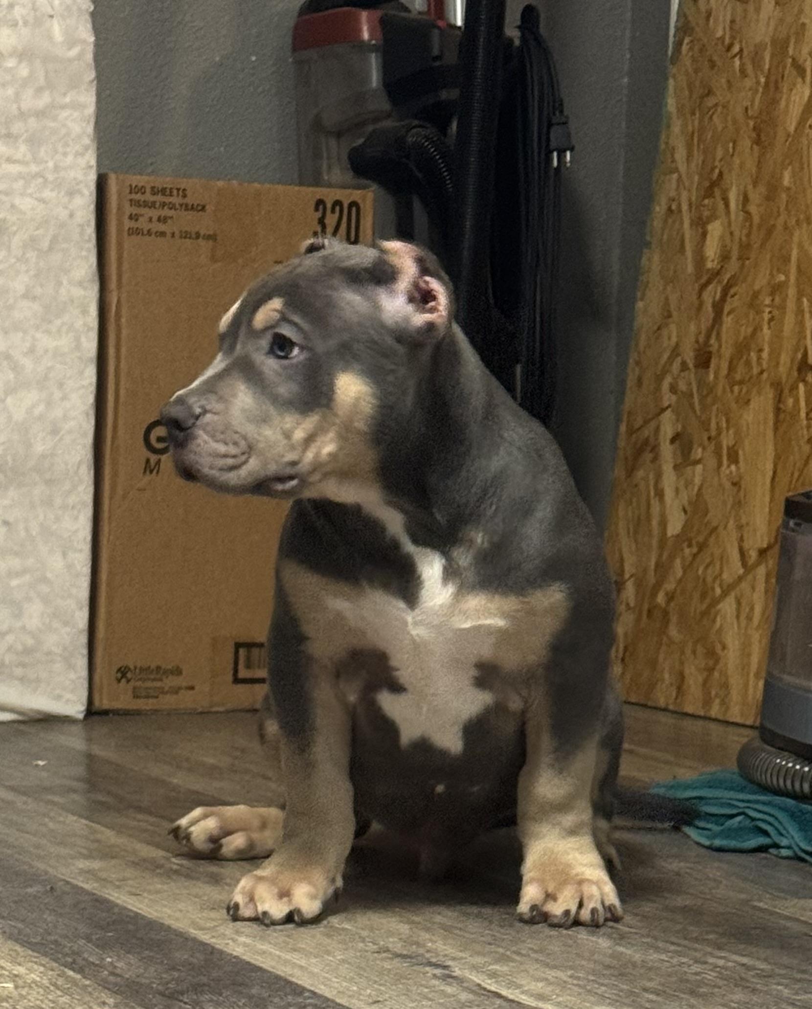 Dog Featured Image