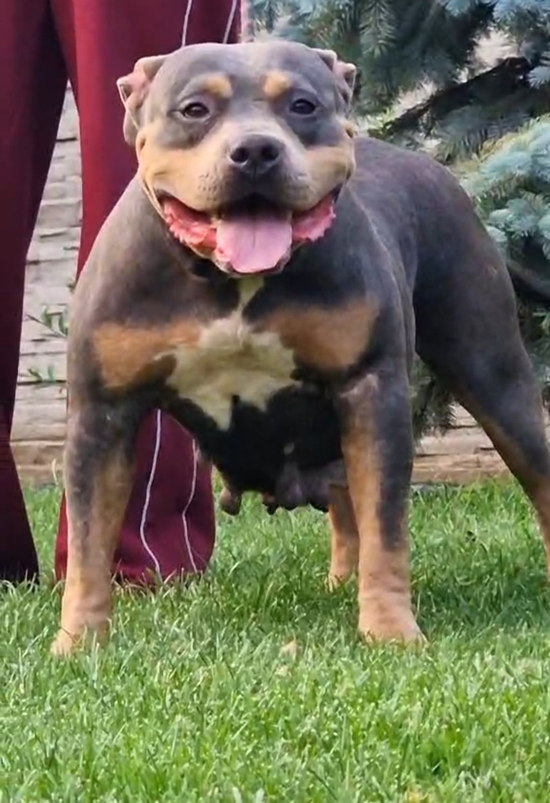 Dog Featured Image