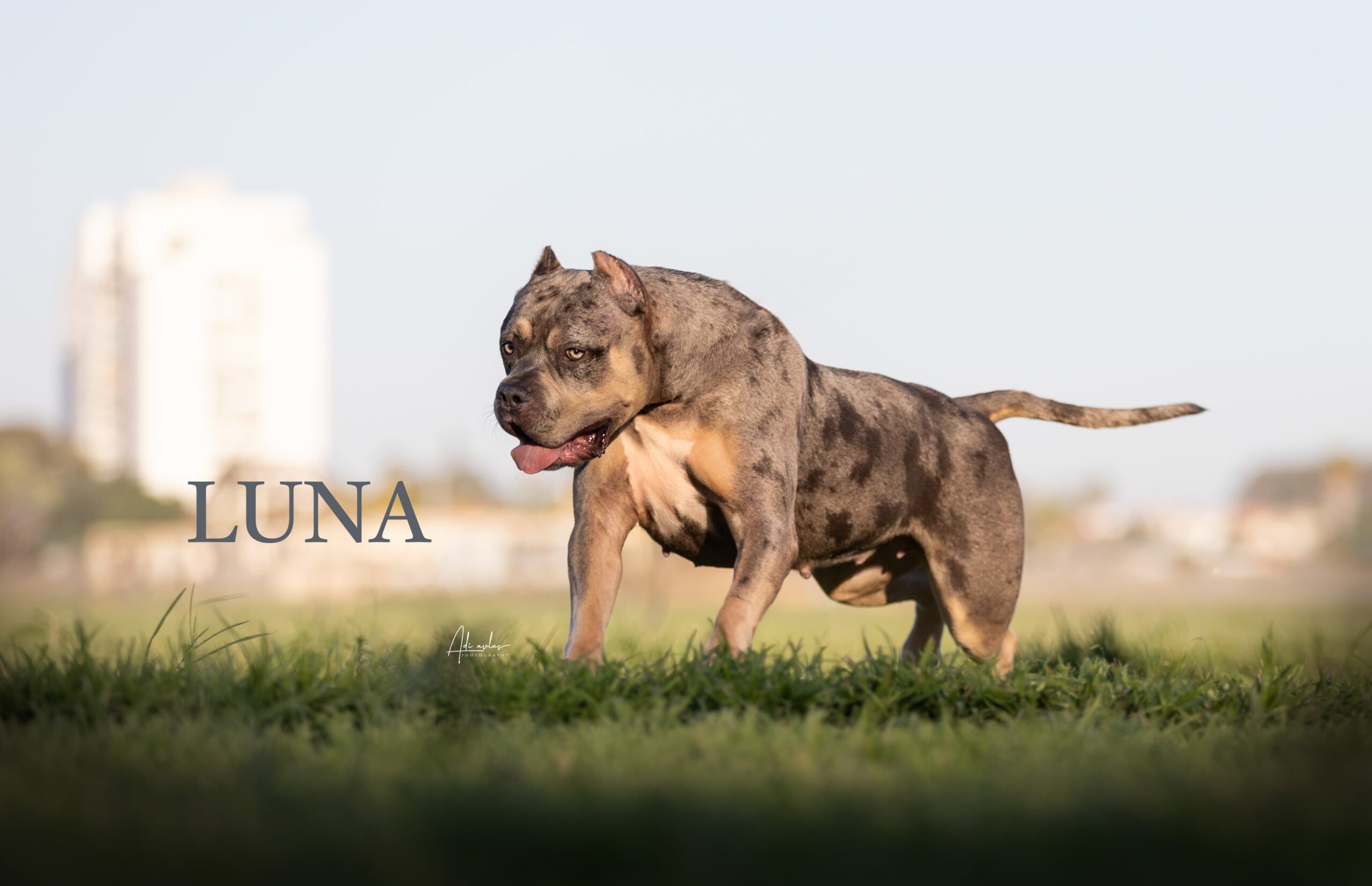 Dog Featured Image