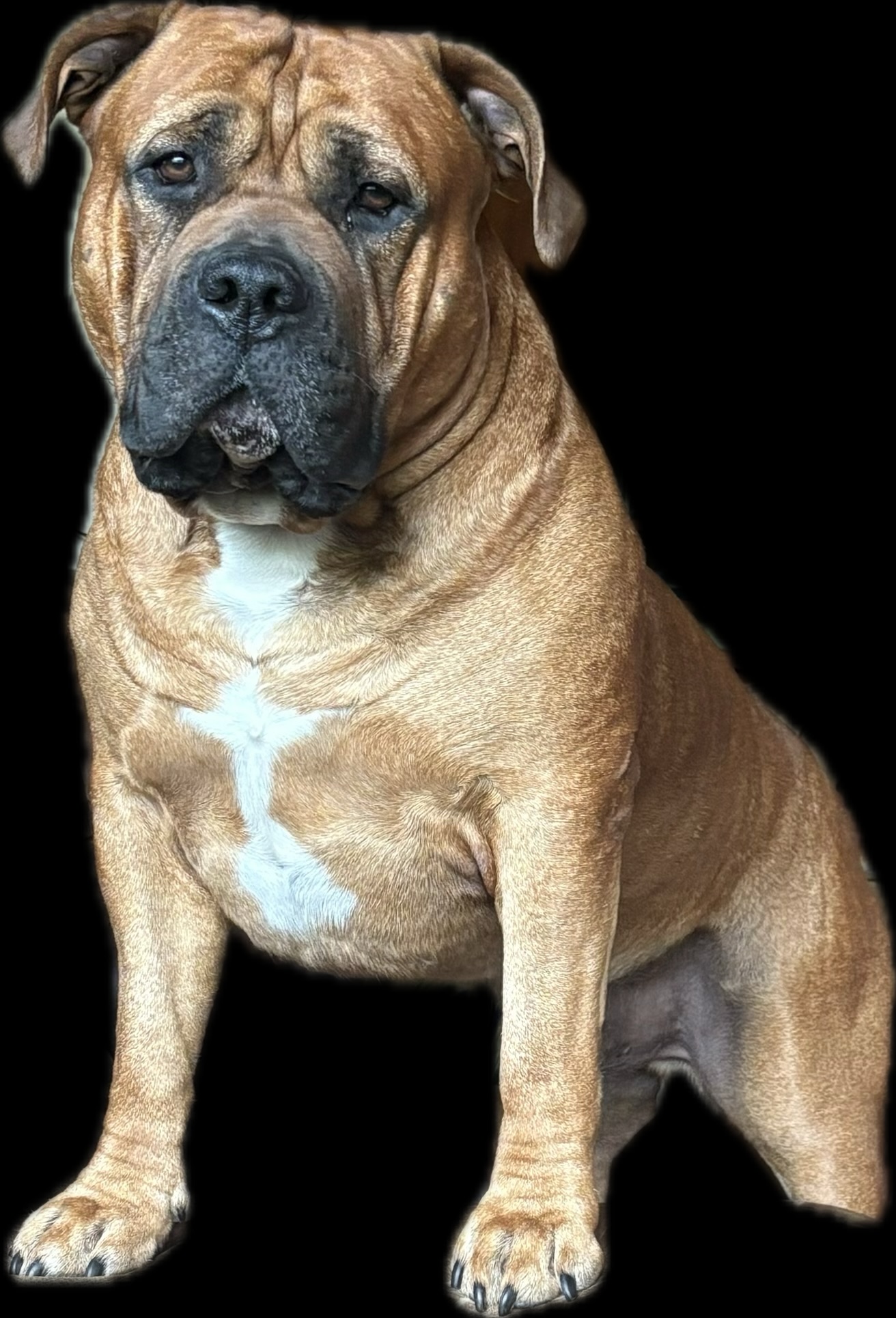 Dog Featured Image