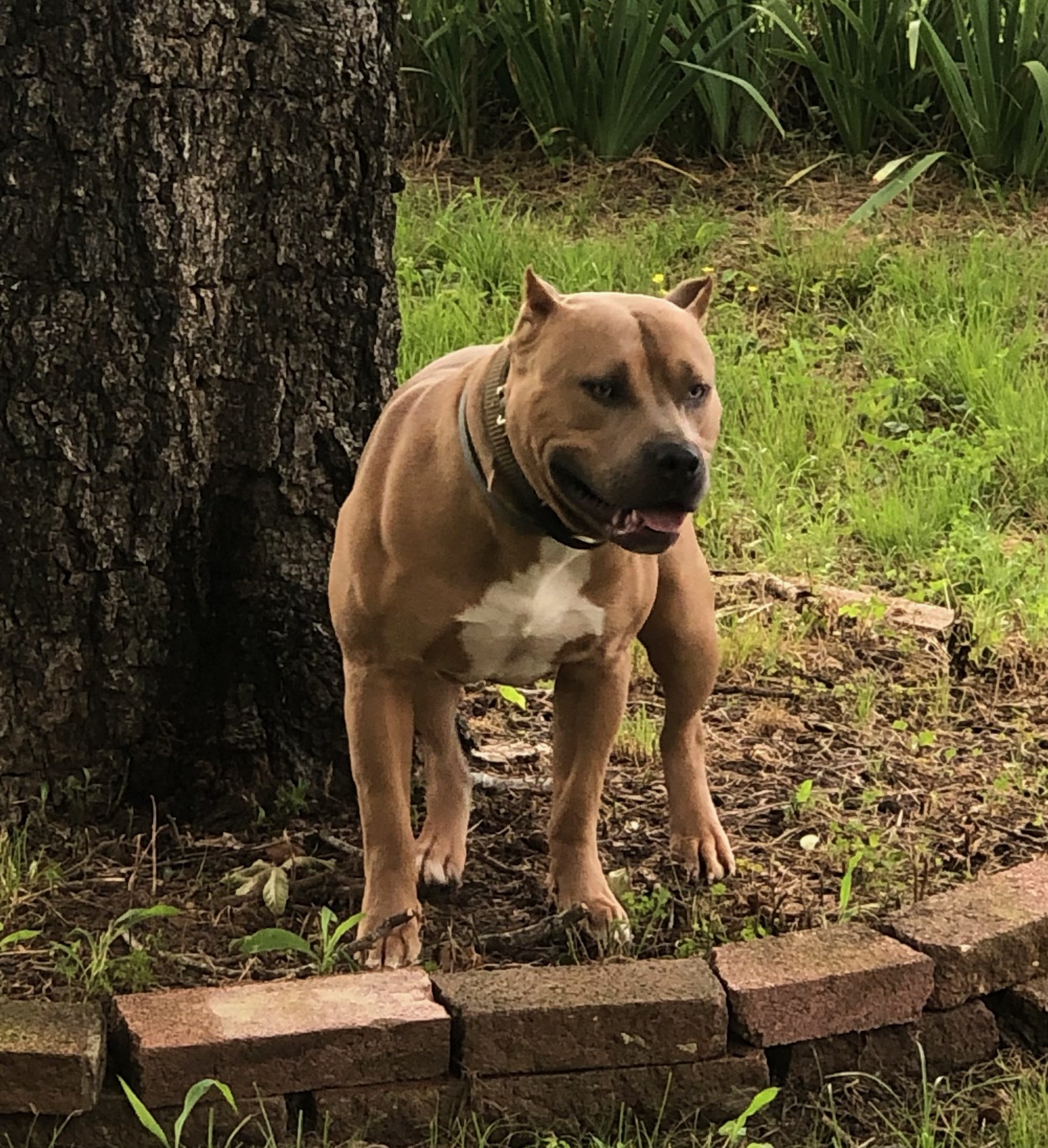 Dog Featured Image