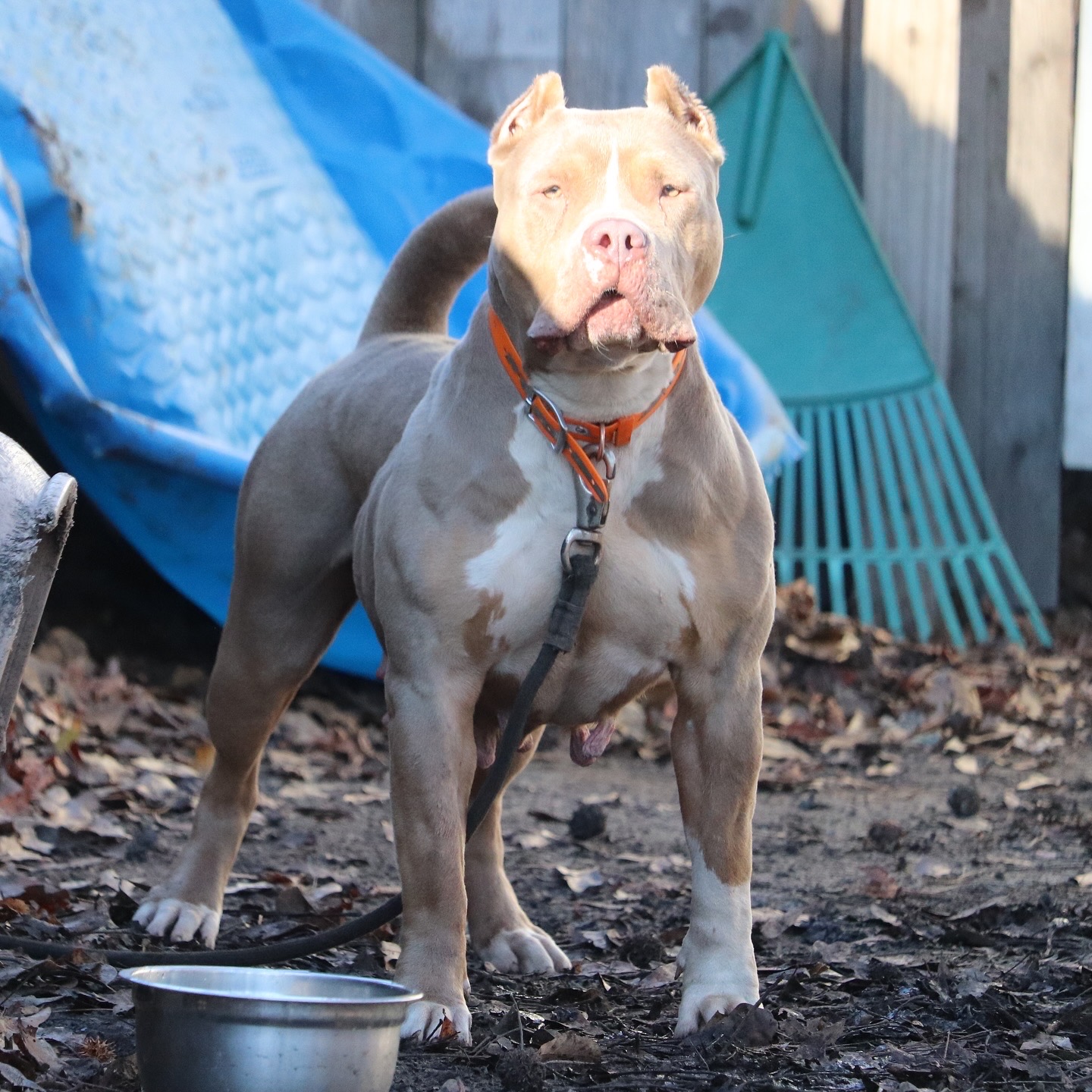 Dog Featured Image