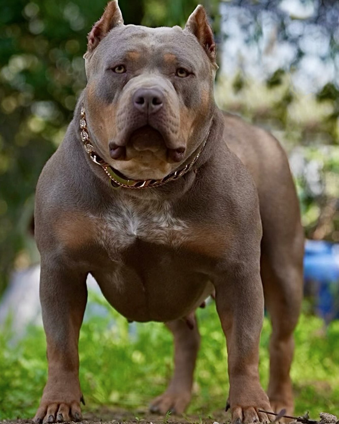 Dog Featured Image