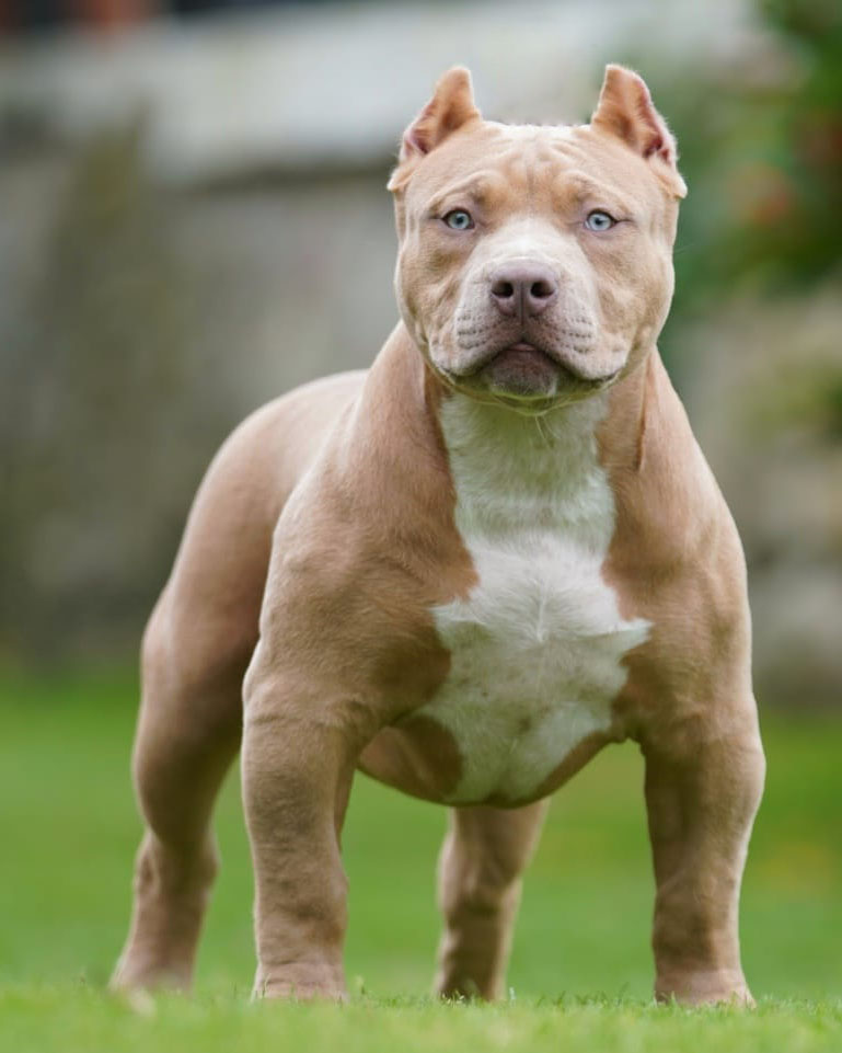 Dog Featured Image