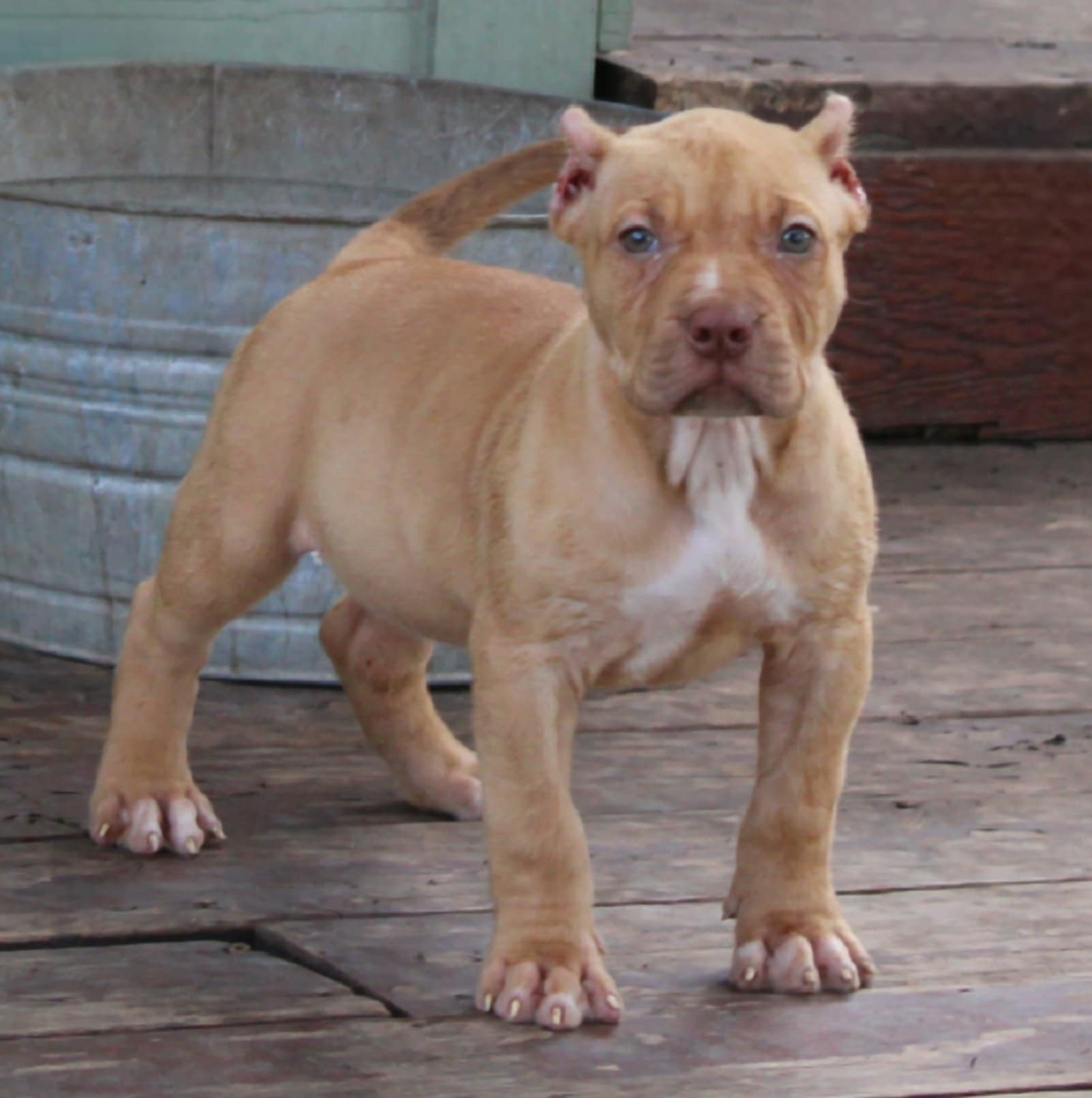 Dog Featured Image