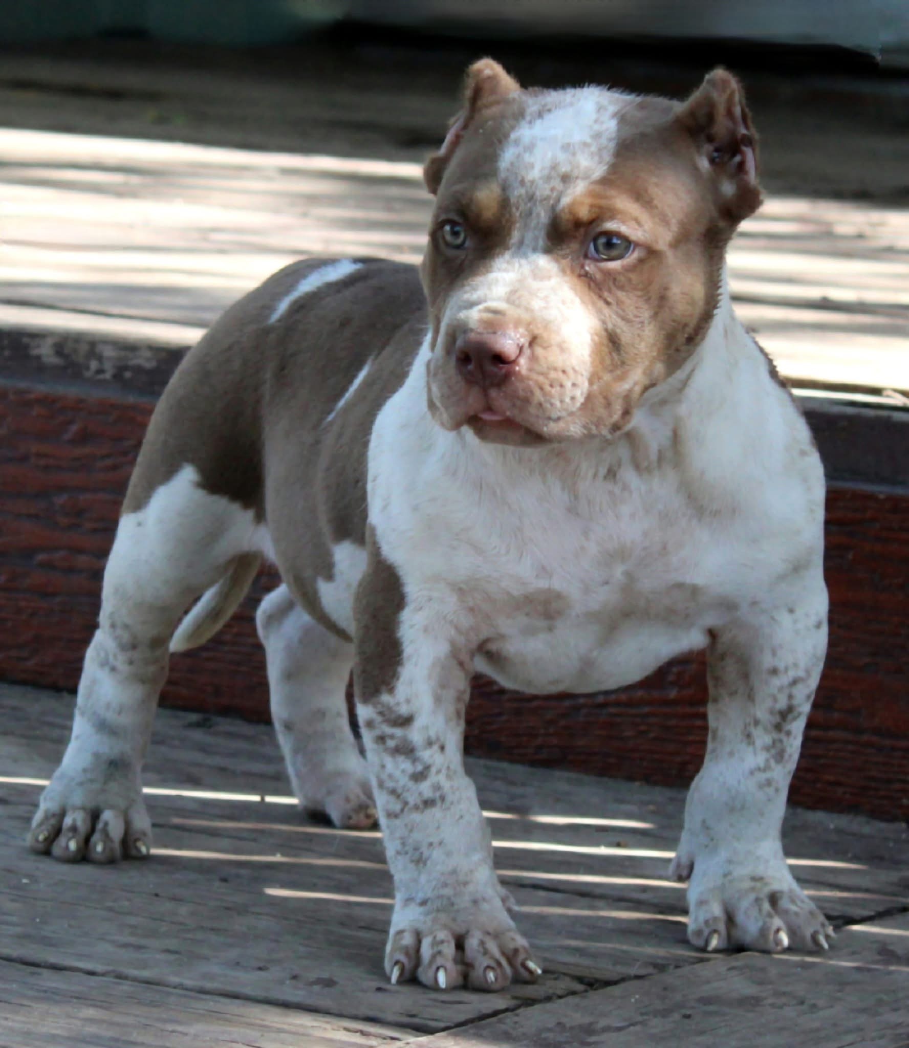 Dog Featured Image
