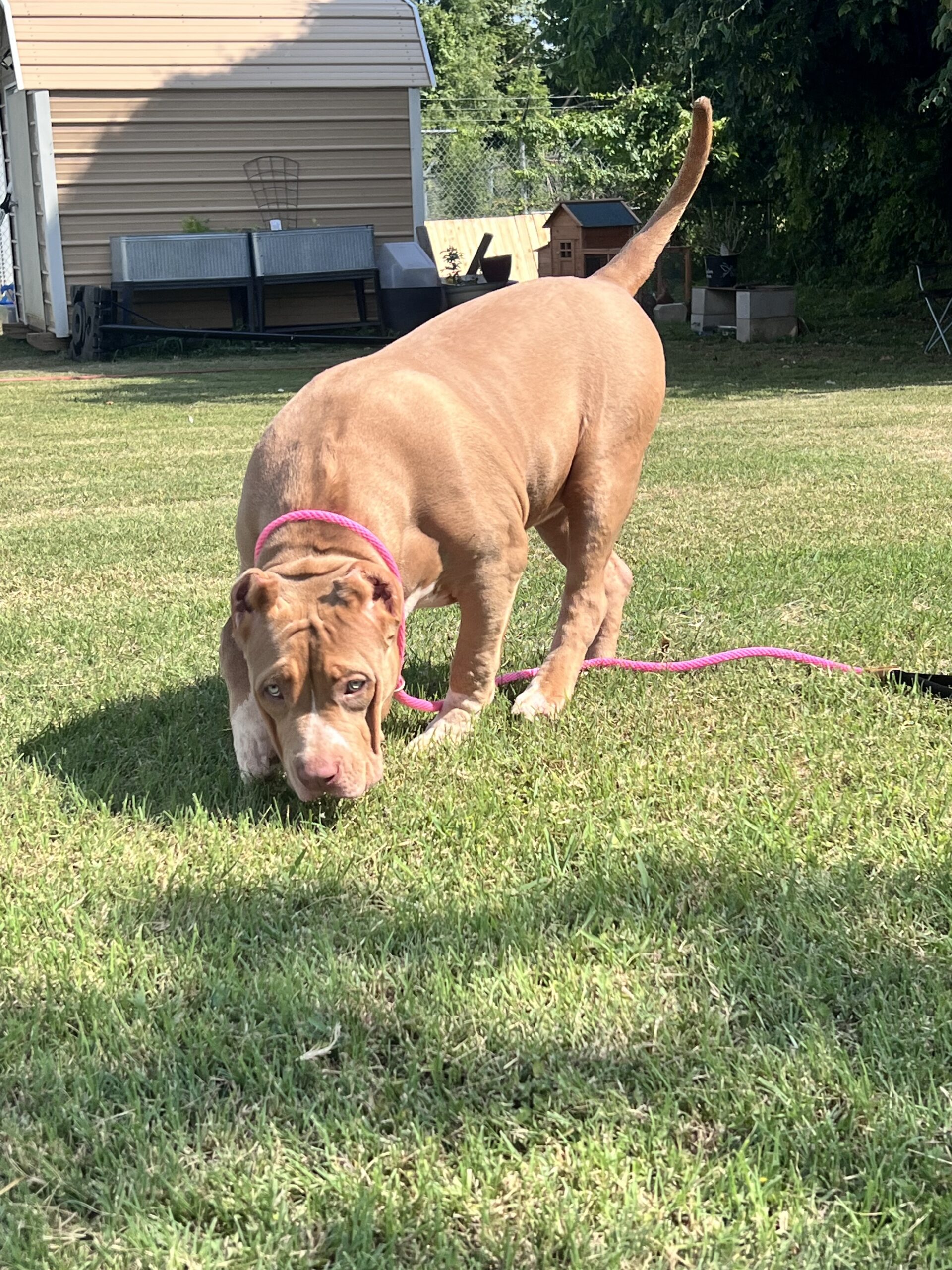 Dog Featured Image