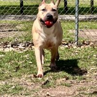 Dog Featured Image
