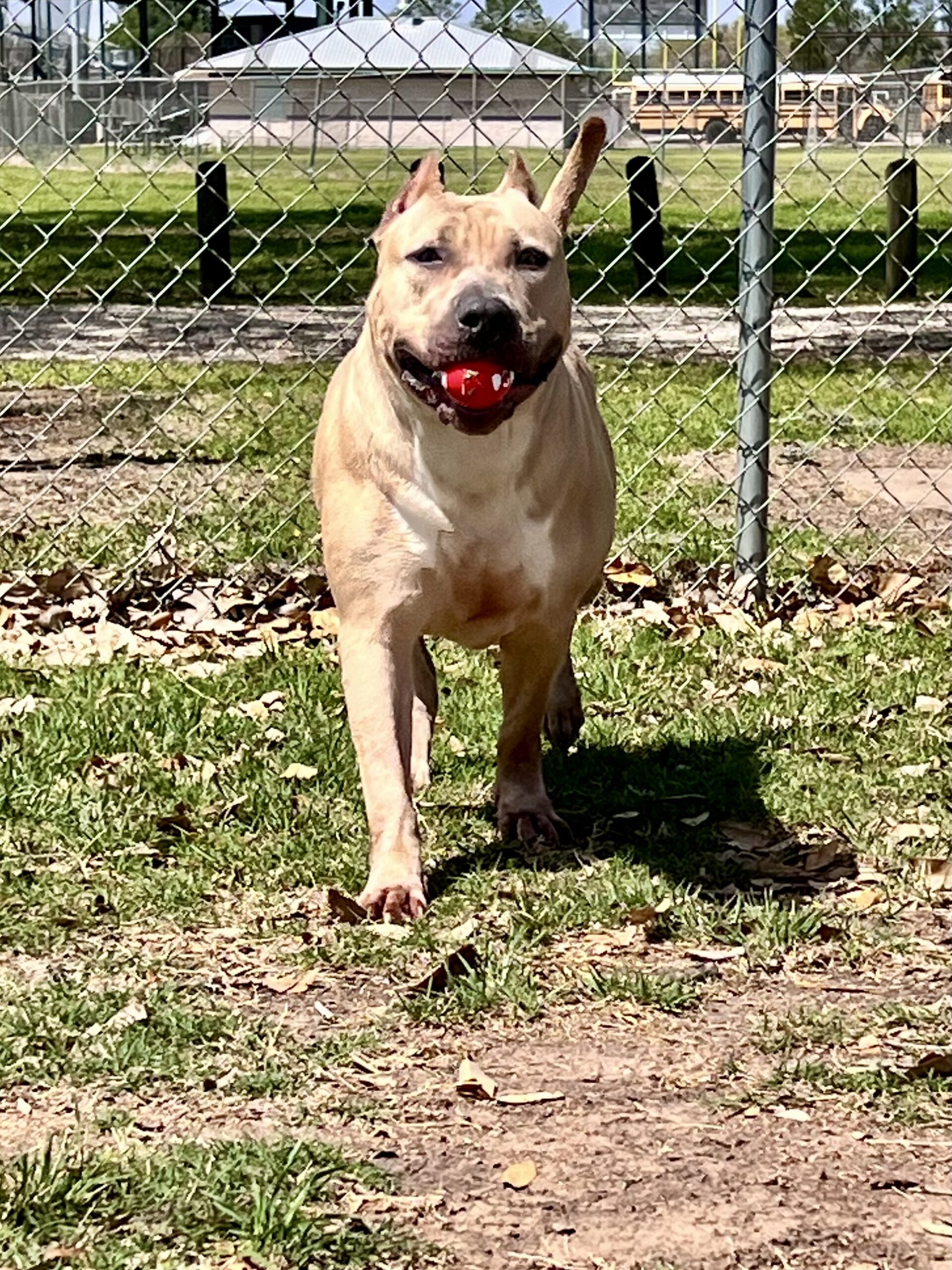 Dog Featured Image