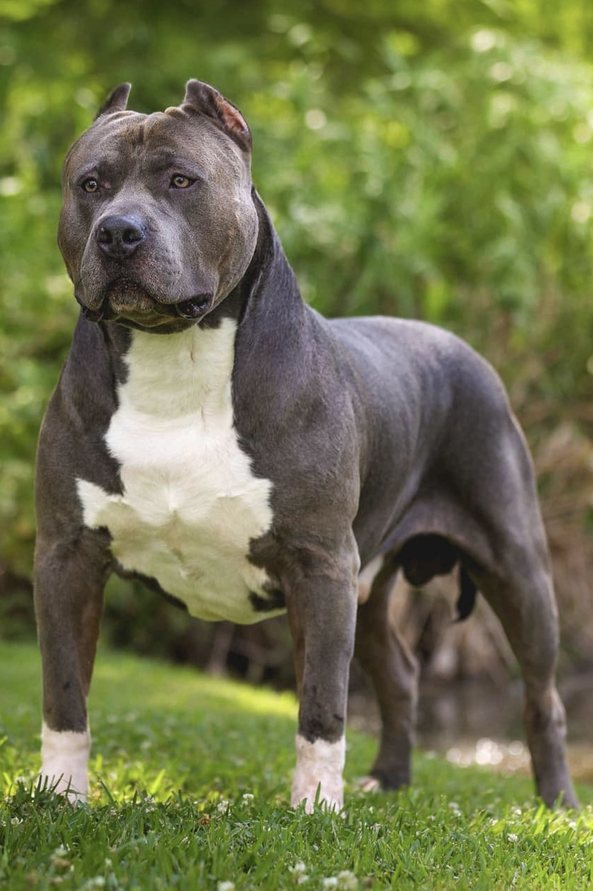 Dog Featured Image