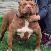 Dog Featured Image