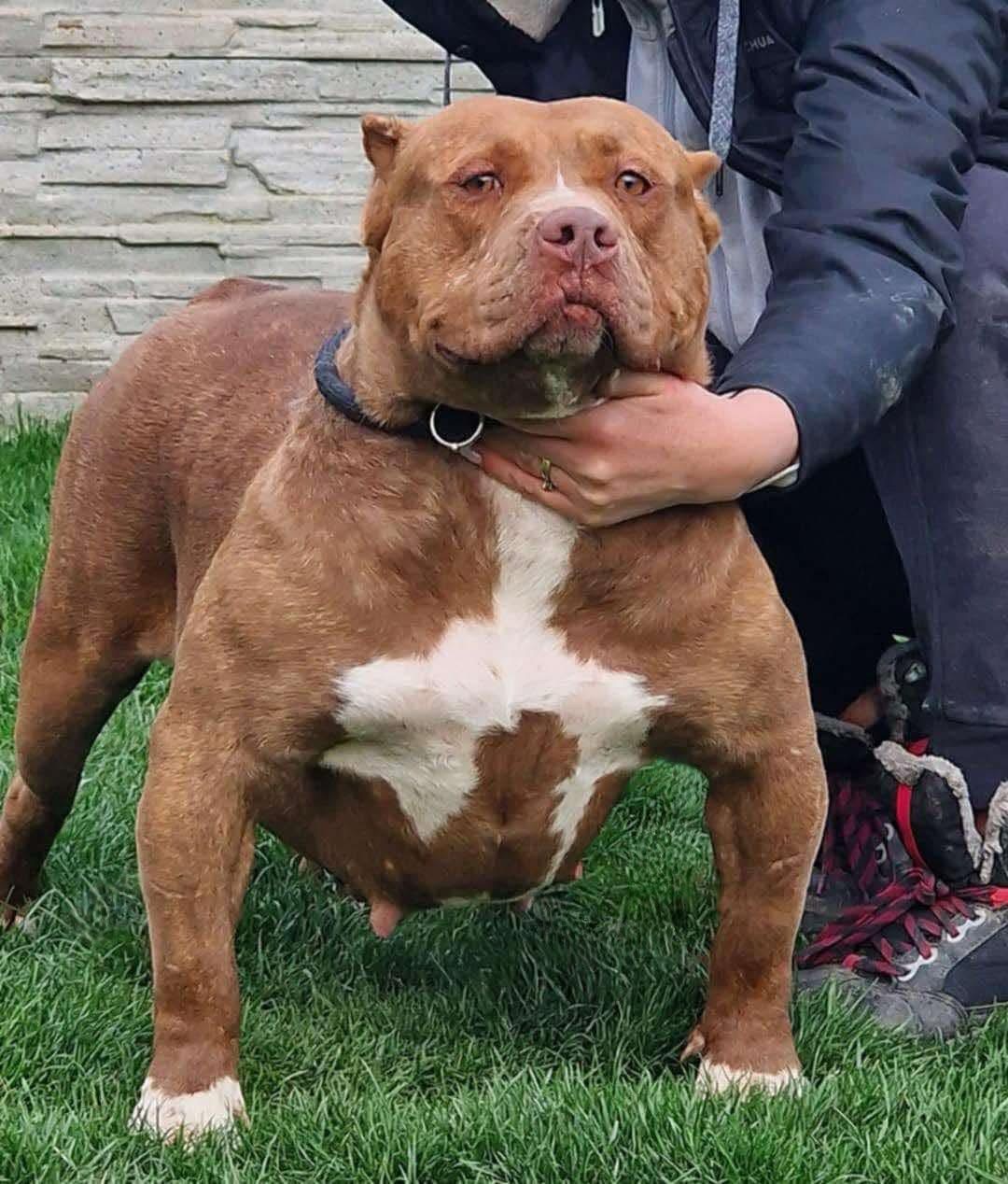 Dog Featured Image