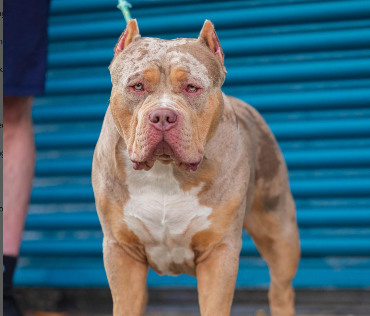 Dog Featured Image