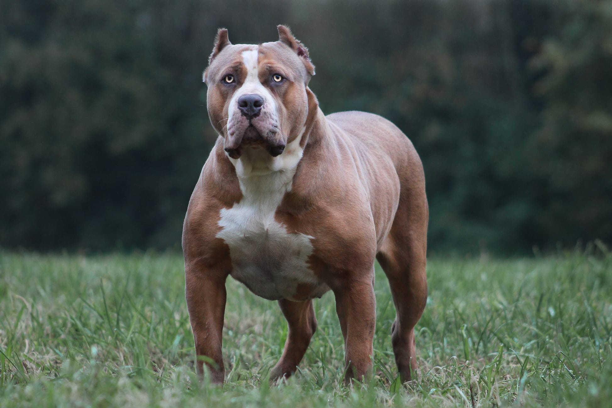 Dog Featured Image