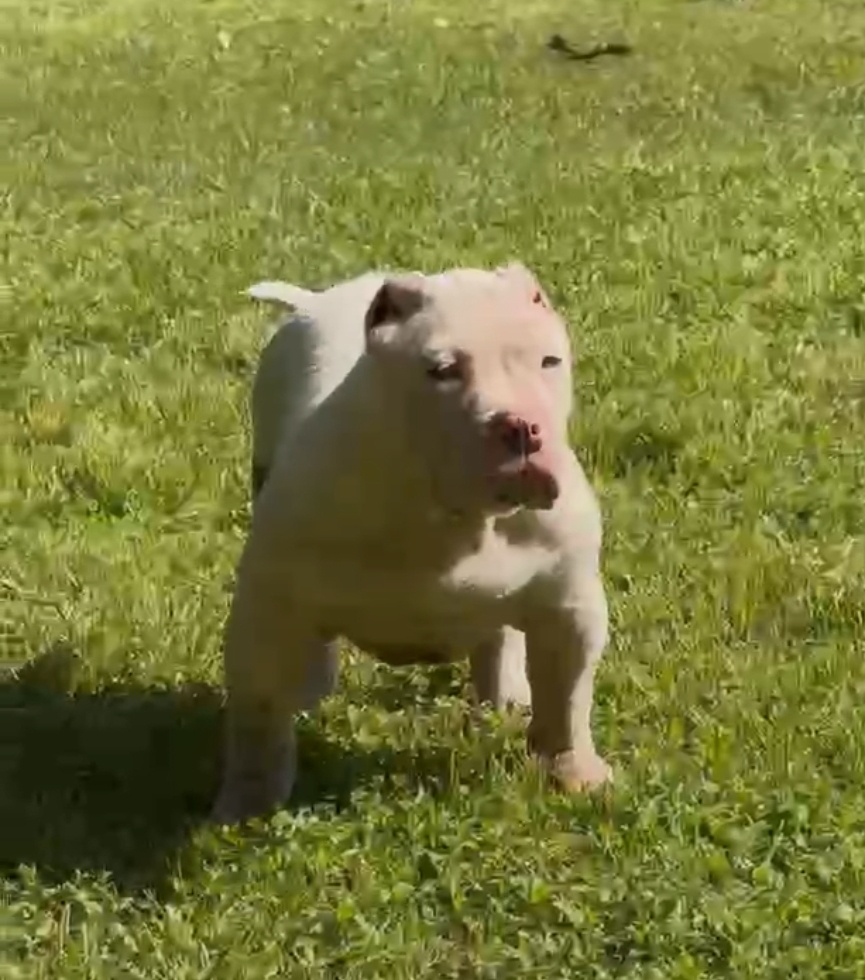 Dog Featured Image